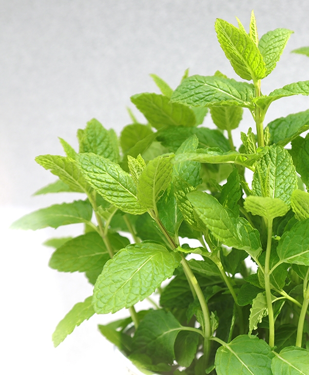 Foto mans de les col·laboradores del Taller